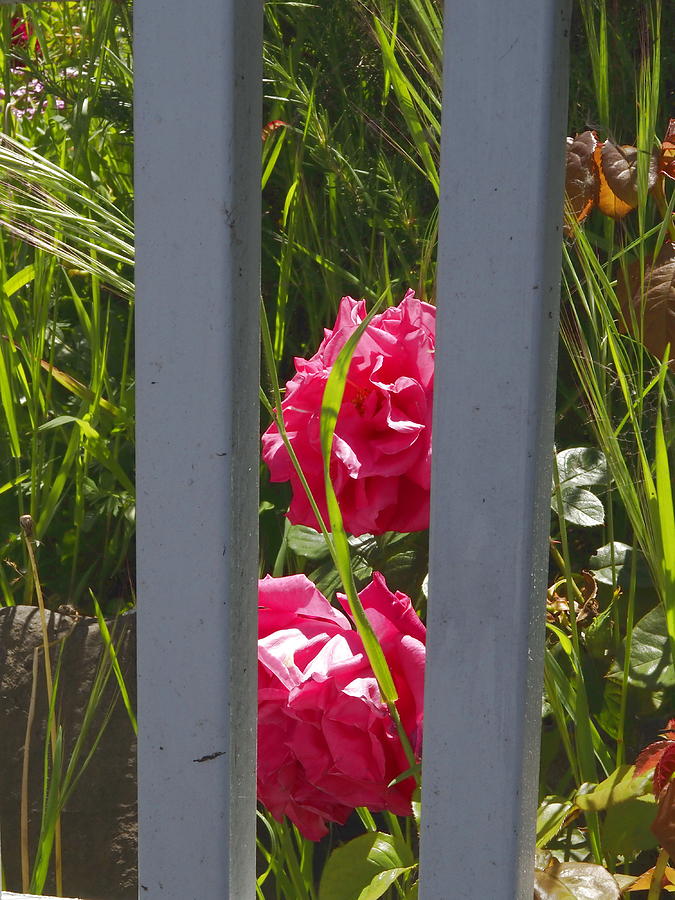 Pink Roses Behind Fence Photograph