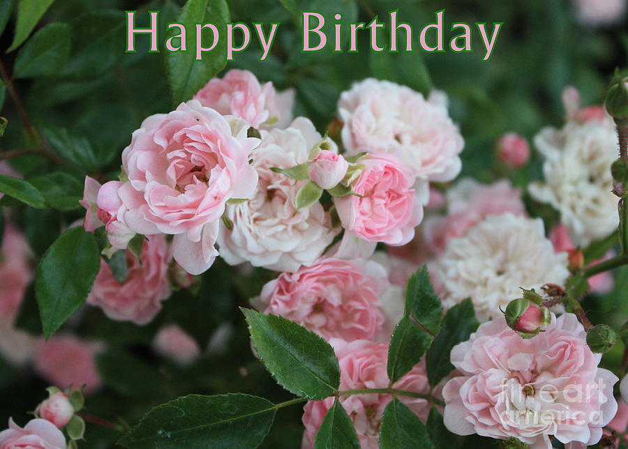 Happy Birthday Carol's Rose Garden Three Beautiful Pink Roses on the front 