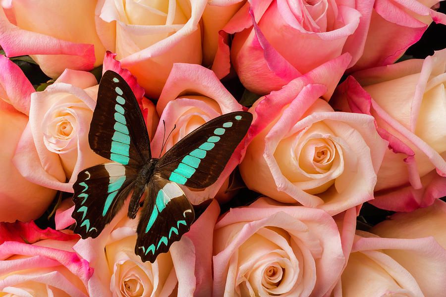 Pink Roses Blue Black Butterfly Photograph by Garry Gay