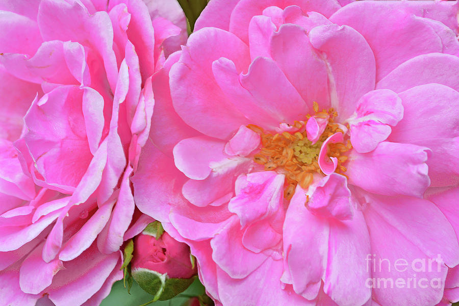 Pink Roses -bonica Photograph