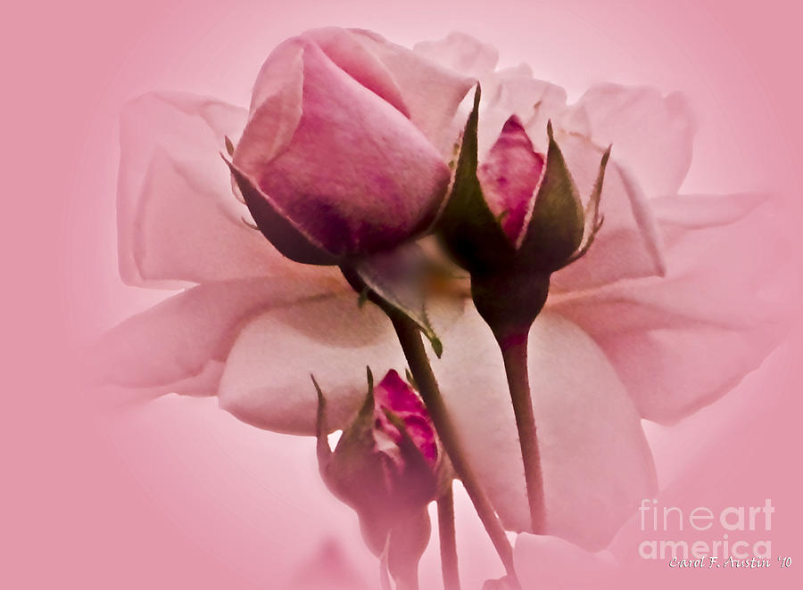 ROSES IN PINK MIST Wall Art Photograph by Carol F Austin