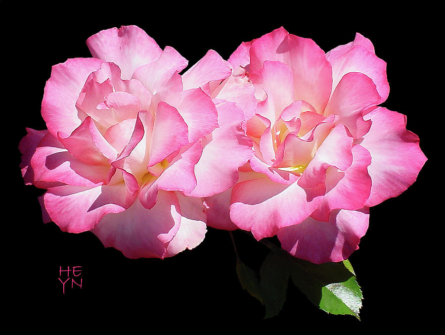 Pink Roses Cutout Photograph by Shirley Heyn