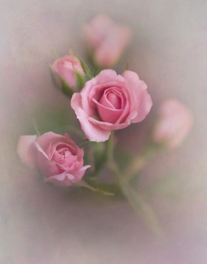 Pink Roses Photograph by David and Carol Kelly