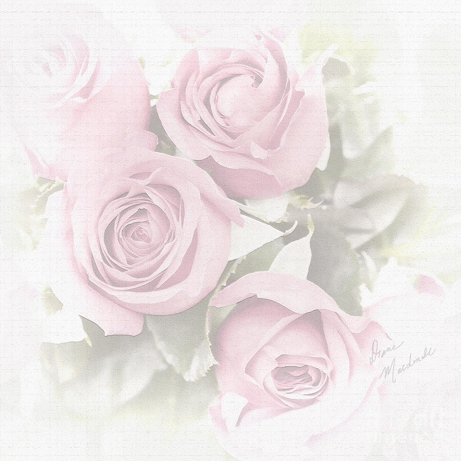Pink Roses Photograph by Diane Macdonald