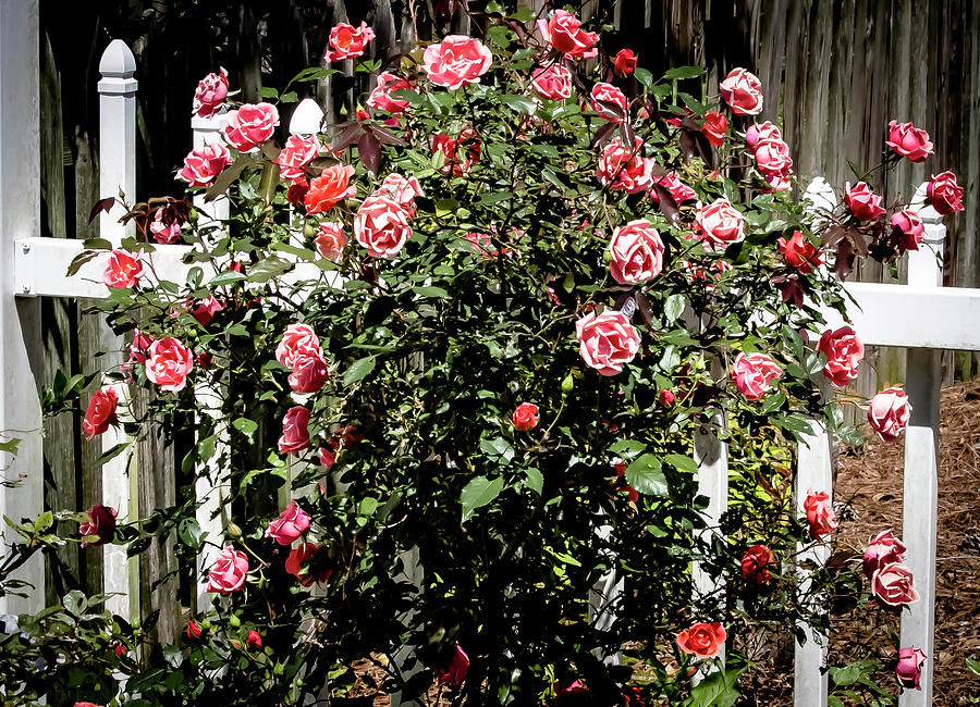 Pink Roses Digital Art by Ed Stines
