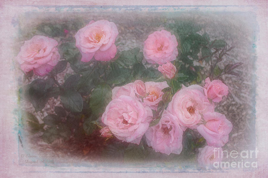 Pink Roses Photograph by Elaine Teague