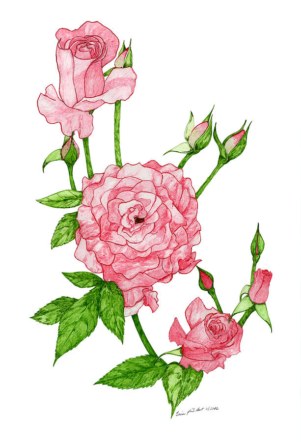 Drawings Of Pink Roses