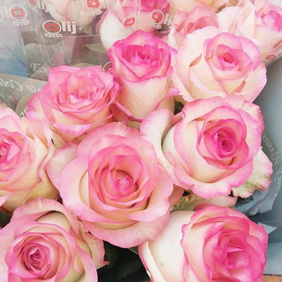 Rose Photograph - Pink Roses! #fpoefebruary #fpoe #pink by Ivy Ho