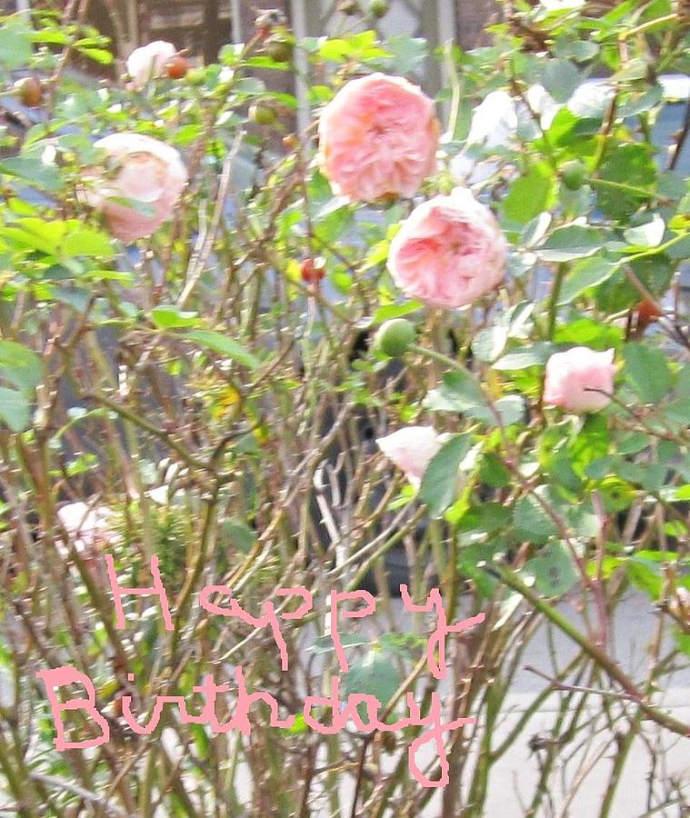 Pink Roses -Greeting Cards Photograph by Glenda Crigger