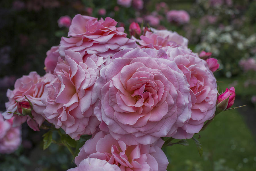 Pink Roses Photograph by Ian Mitchell