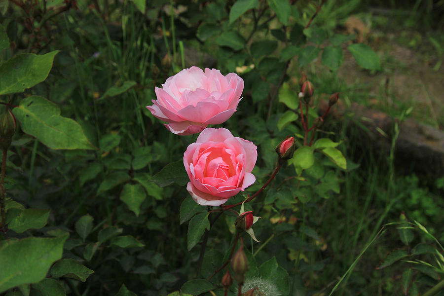 Nature Photograph - Pink Roses in a Garden by Robert Hamm