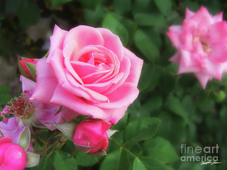 Pink Roses in Anzures 1 Digital Art by Christopher Johnson - Fine Art ...