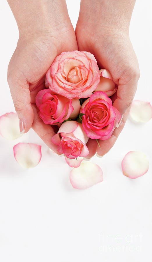 Pink Roses In Womans Hands Photograph