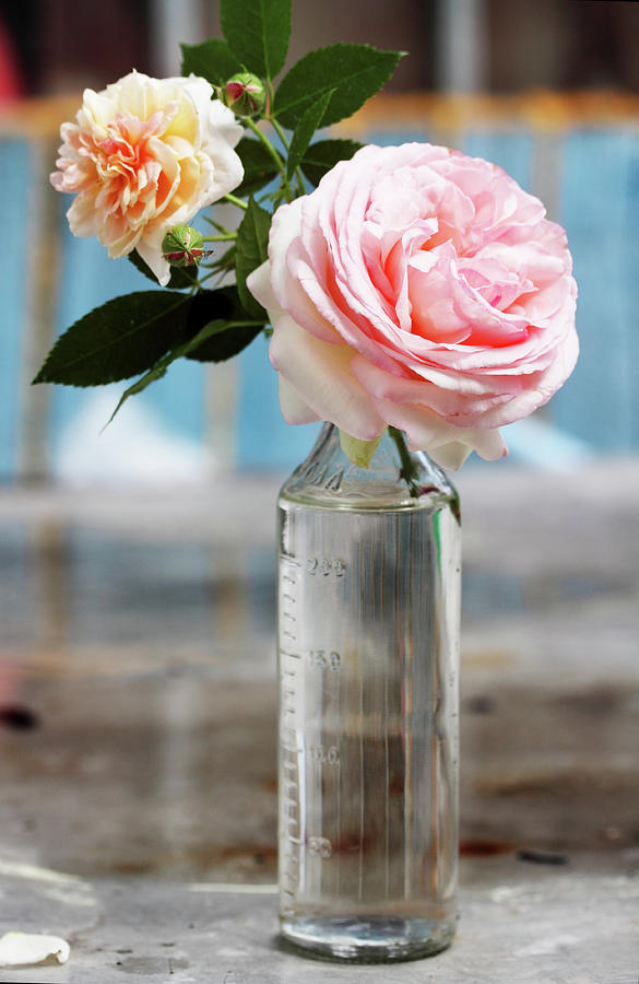Pink Roses Photograph