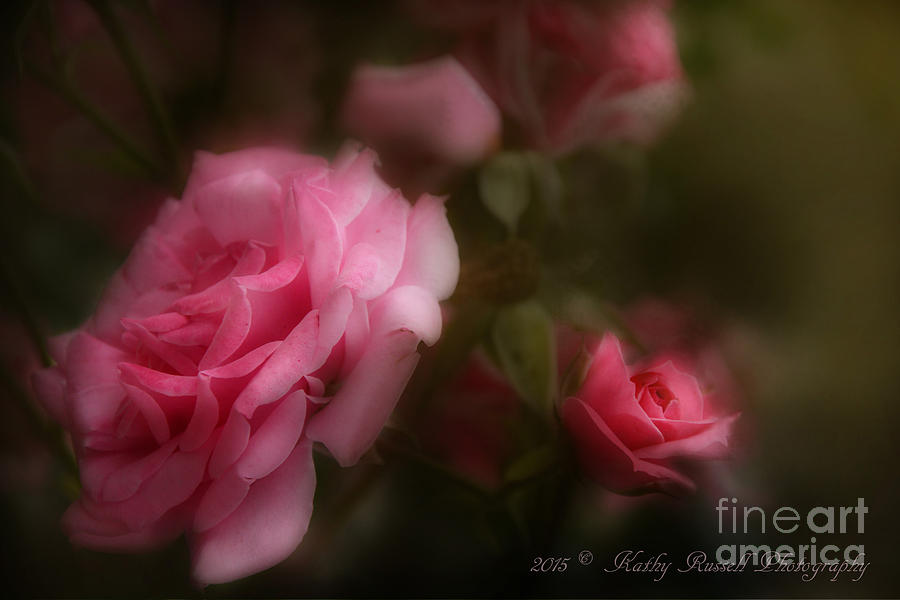 Pink Roses Photograph by Kathy Russell