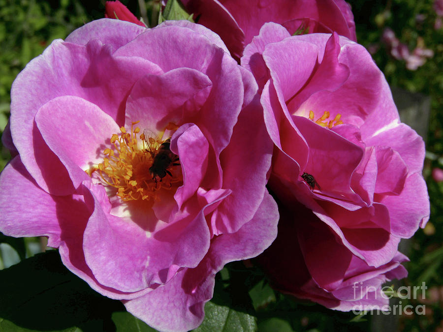 Rose Photograph - Pink Roses by Kim Tran