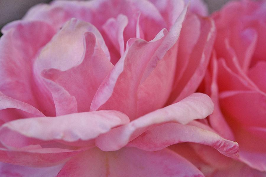 Pink Roses Macro 1 Photograph by Linda Brody