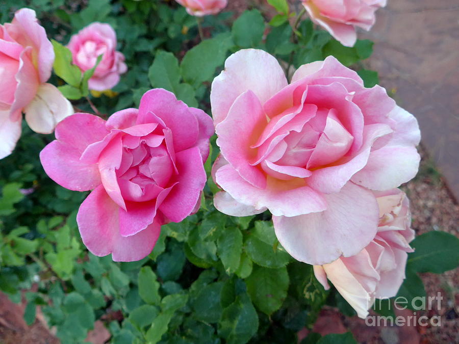 Pink Roses Photograph by Mars Besso