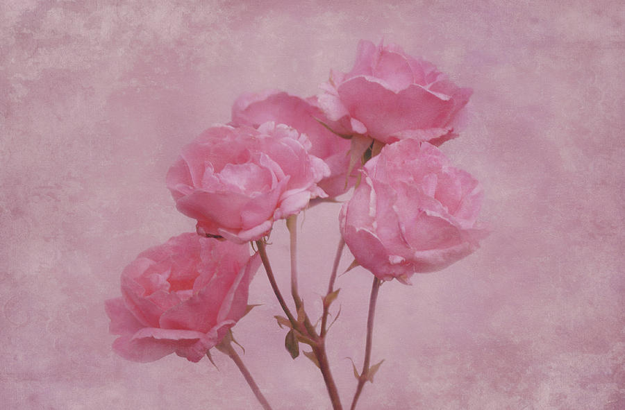 Rose Photograph - Pink Roses by Sandy Keeton