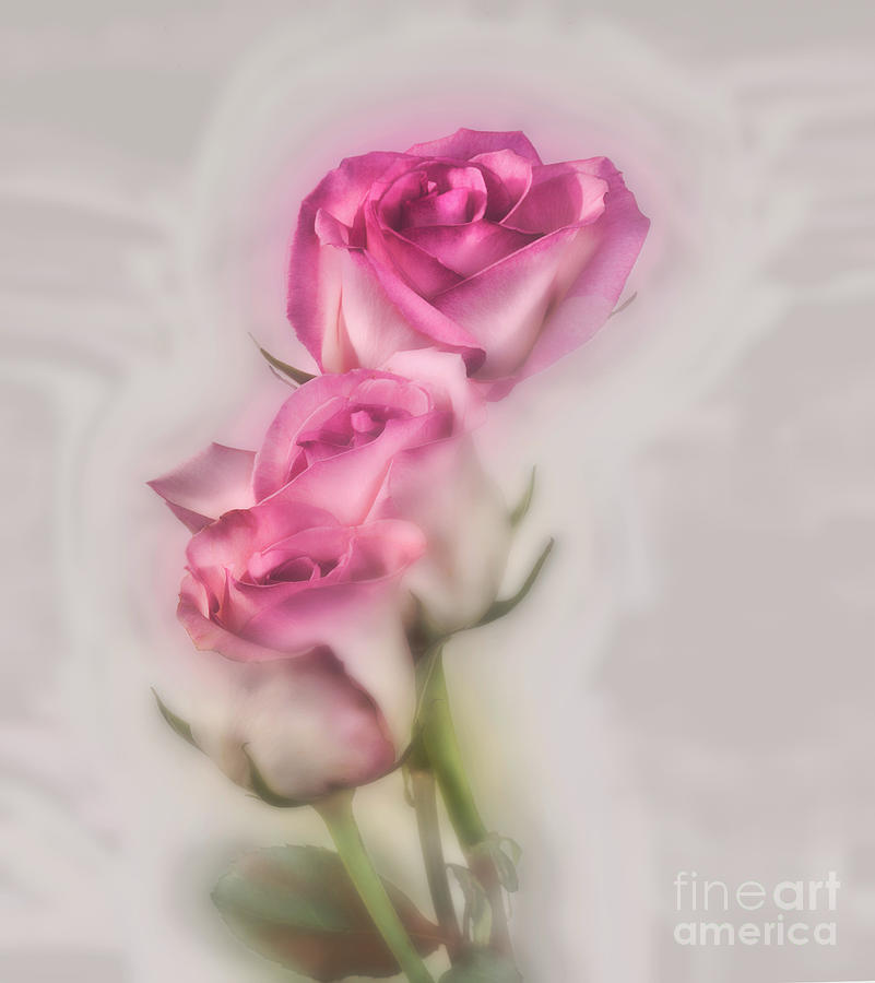 Pink Roses Photograph by Shirley Mangini