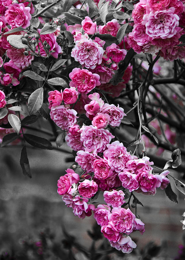 Flower Photograph - Pink Roses by Svetlana Sewell