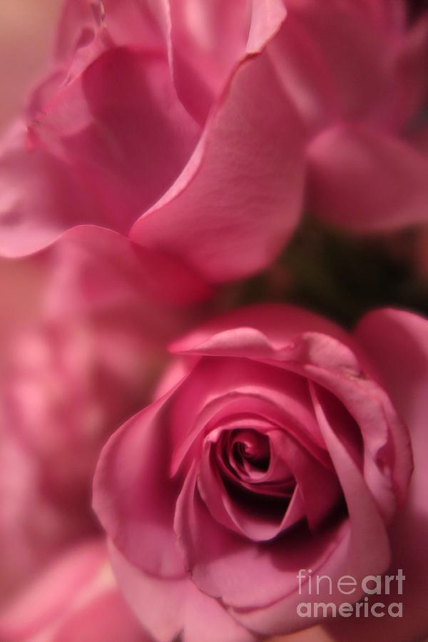 Pink Roses  Photograph by Tara  Shalton