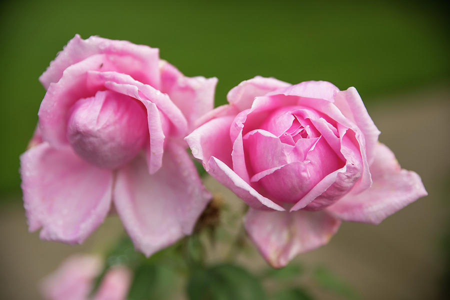 Pink Roses Photograph by Tom Cochran