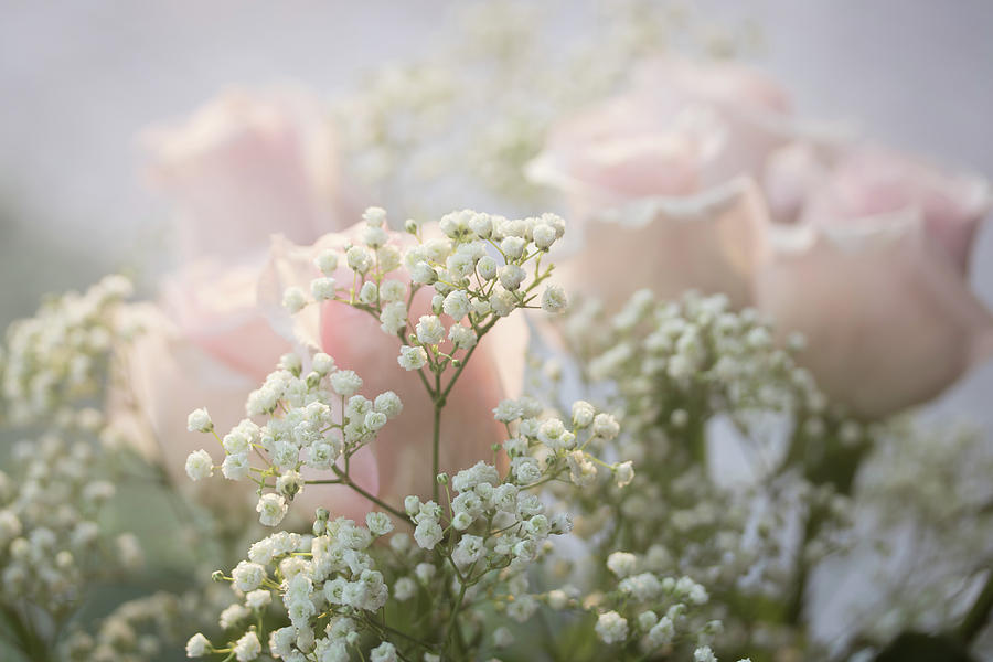 Pink Roses with Babys Breath Photograph by Joni Eskridge