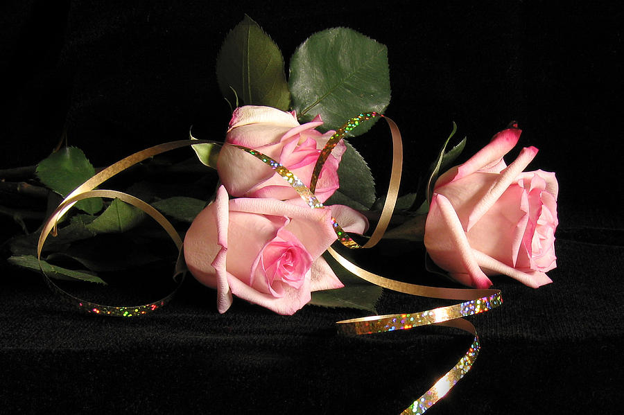 Rose Photograph - Pink Roses with Ribbon by Janice Paige Chow