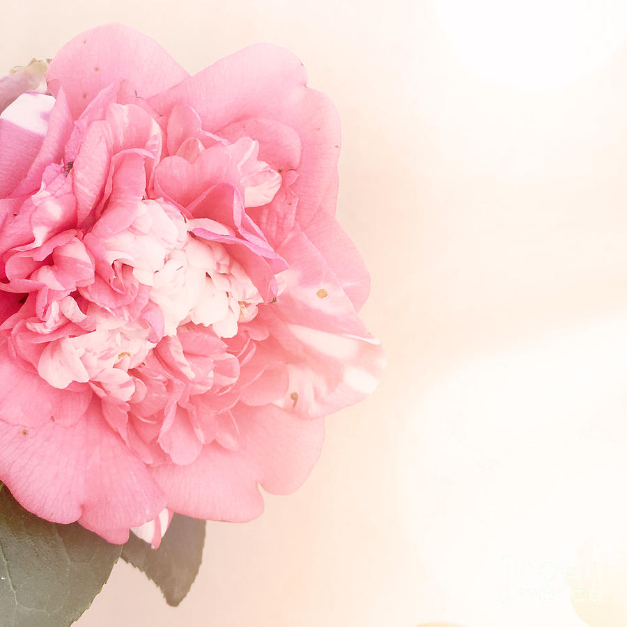 Pink ruffled camellia Photograph by Cindy Garber Iverson