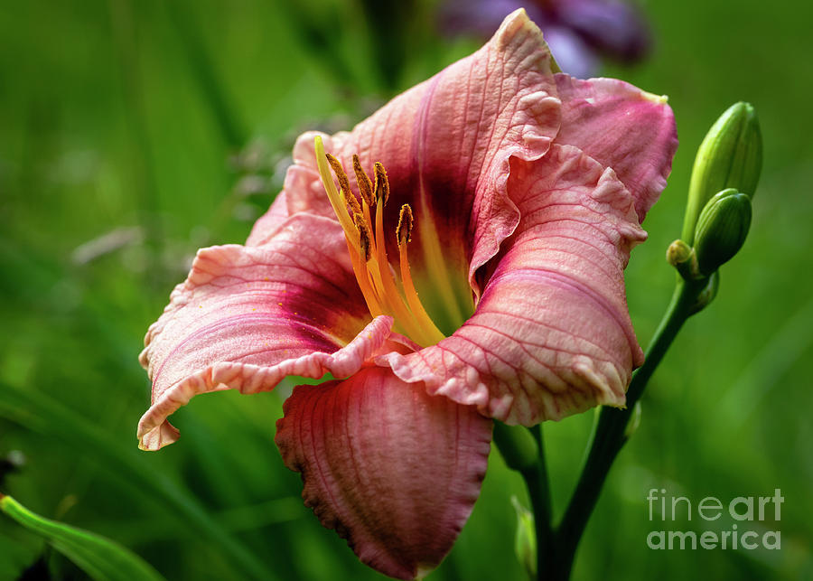 Pink Ruffled Daylily 01 Photograph by KG Photography - Fine Art America