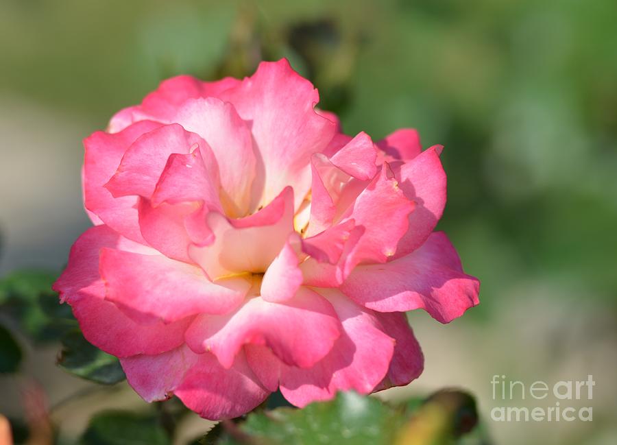 Pink Ruffled Rose Photograph by Maria Urso