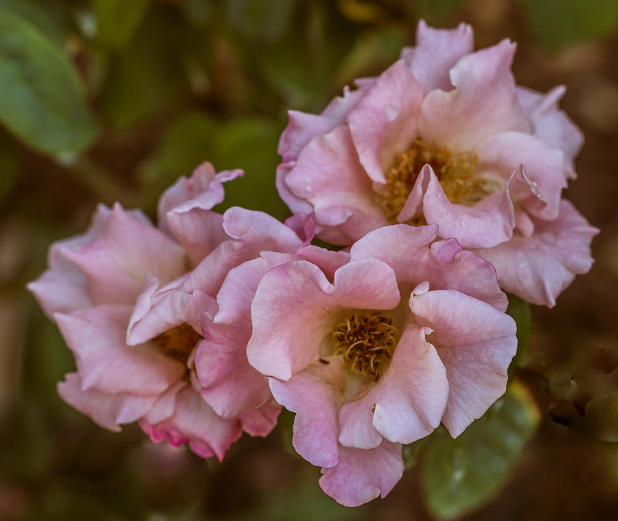 Flower Photograph - Pink ruffles by Jane Luxton
