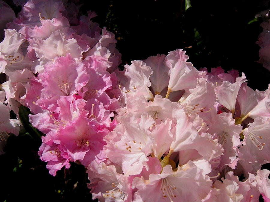 Pink Ruffles Photograph by Larry Bacon