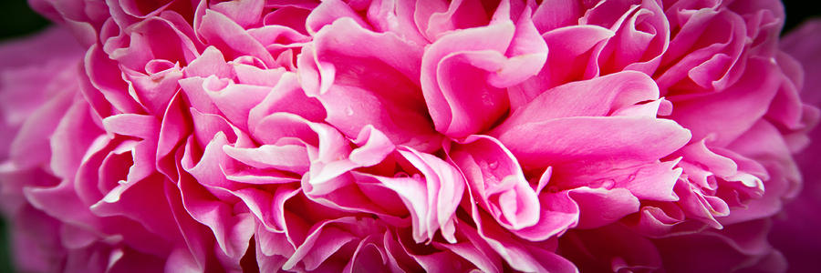 Pink Ruffles Photograph by Laura Wiksten