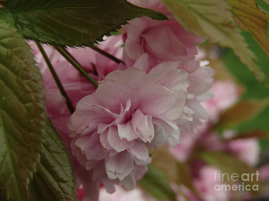Pink Sakura 3 Photograph by Kim Tran