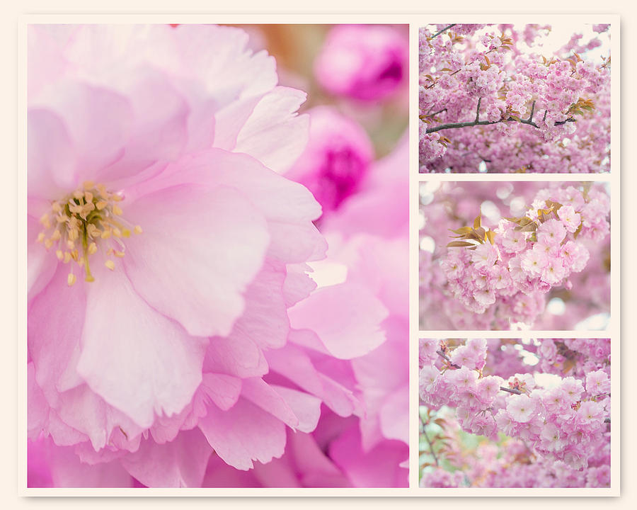 Pink Sakura Bloom Collage Photograph by Jenny Rainbow