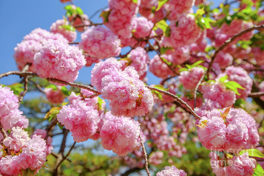 Pink Sakura Cherry Blossom Photograph by Benny Marty
