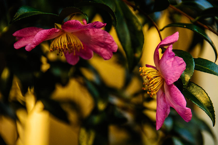 Pink Sasanquas  Photograph by John Harding