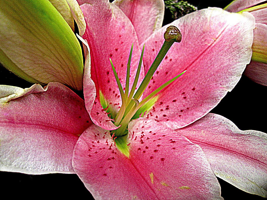 Flower Digital Art - Pink Satin by Bonita Brandt