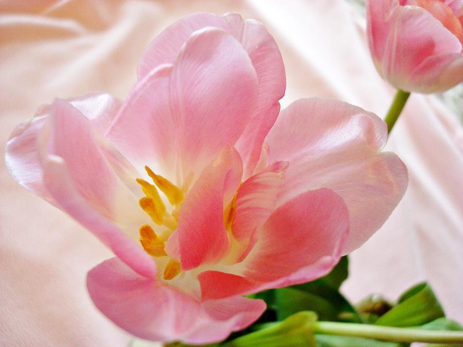 Tulip Photograph - Pink Satin by Kathy Bucari