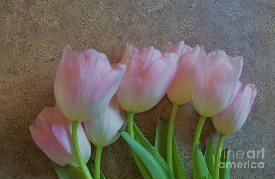 Tulip Photograph - Pink Satin Tulips by Marsha Heiken