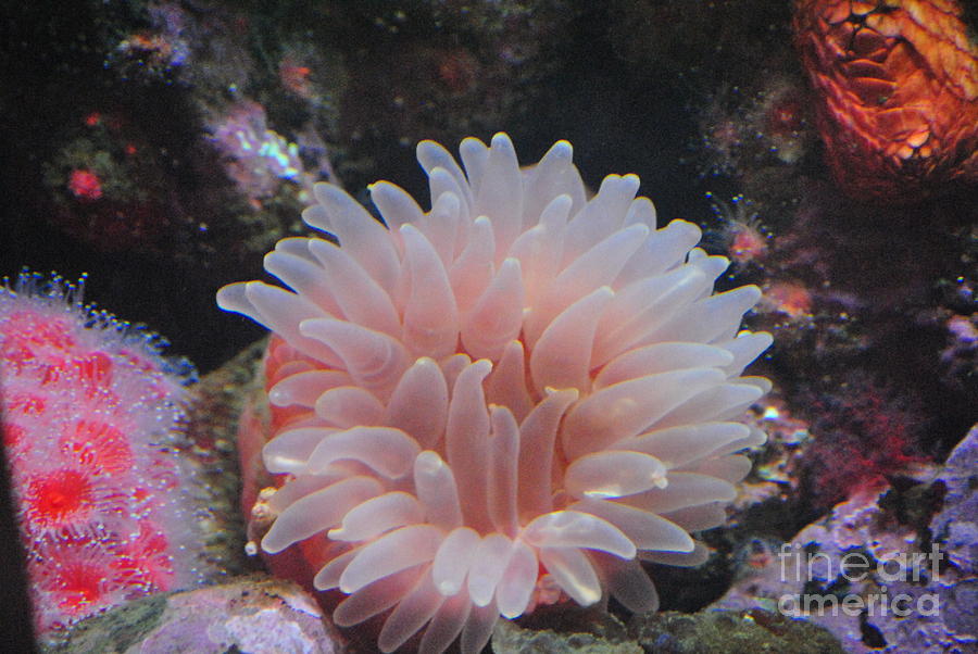 Pink Sea Anemone Photograph by Frank Larkin
