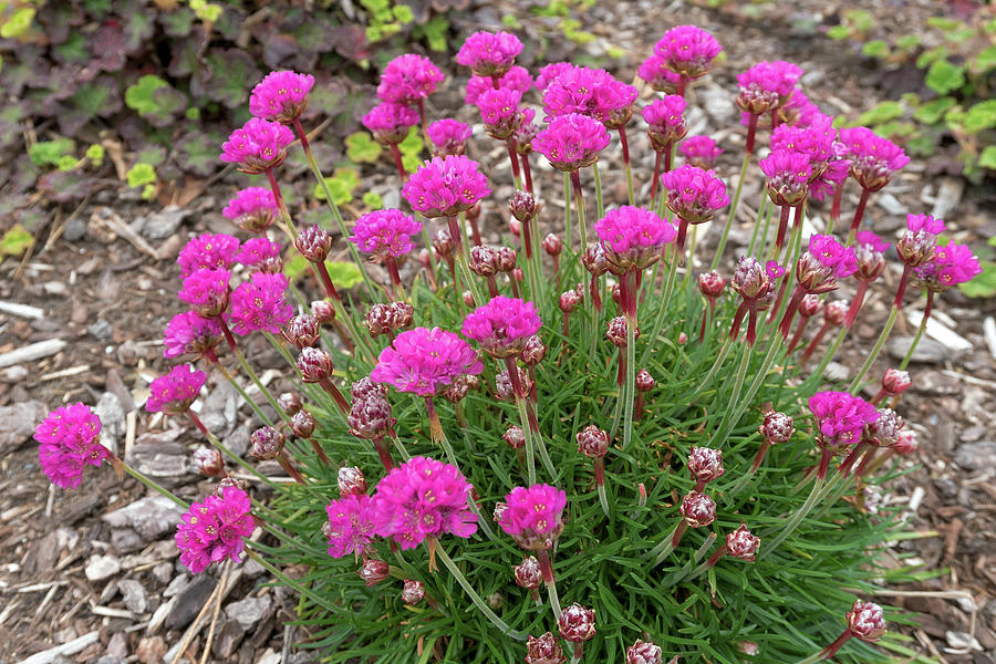 Flower Photograph - Pink Sea Thrift Plant in Bloom Closeup by Jit Lim