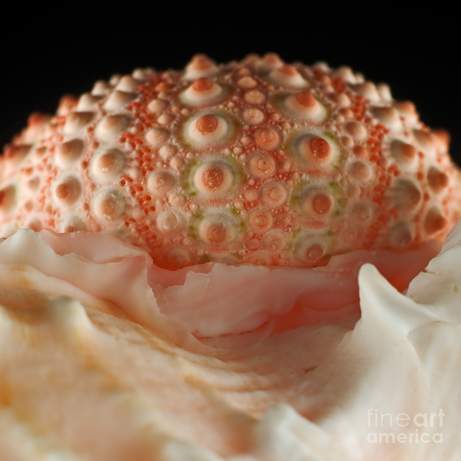 Seashells Photograph - Pink Seashells 20090820 5 by Rolf Bertram