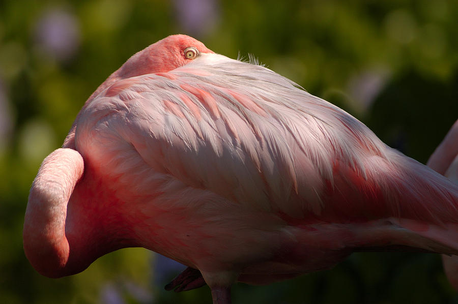 Nature Photograph - Pink by Sebastian Musial