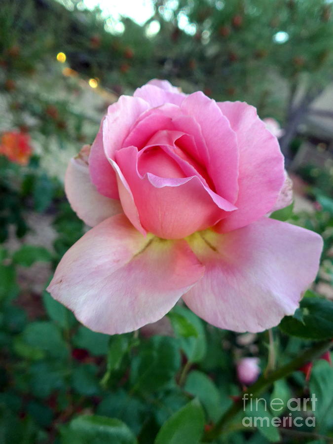 Pink Sedona Rose Photograph by Mars Besso
