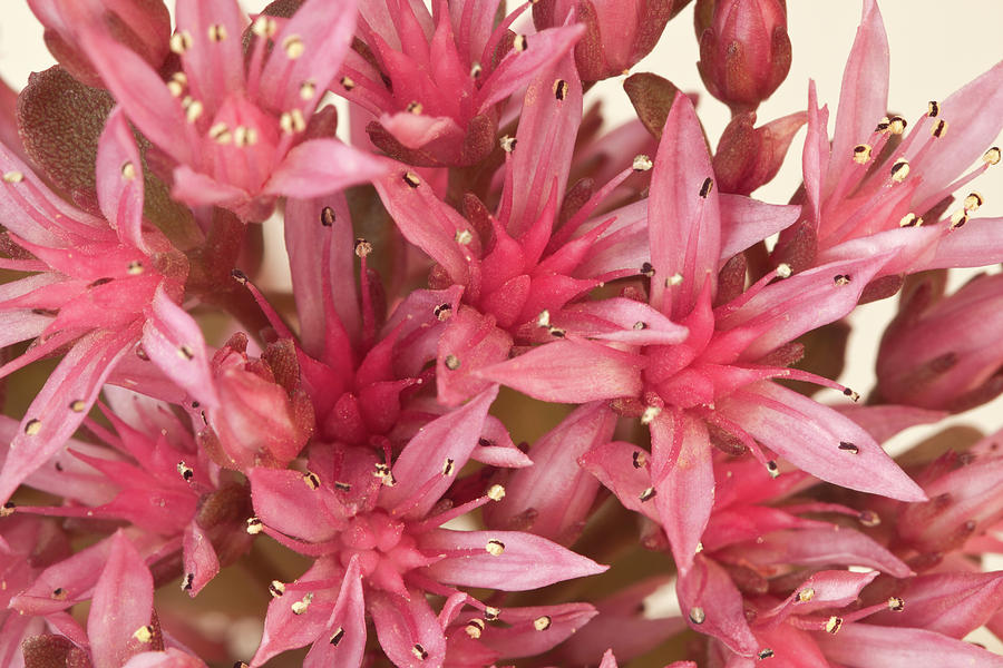 Pink Sedum Flower Macro Photograph by Sandra Foster