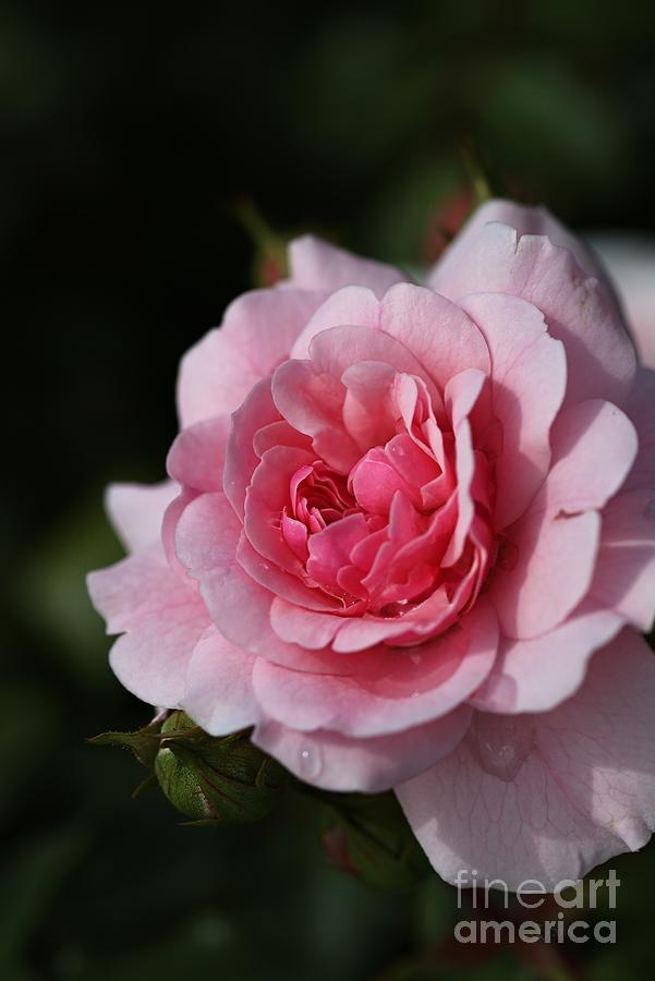 Pink Shades Of Rose Photograph by Joy Watson