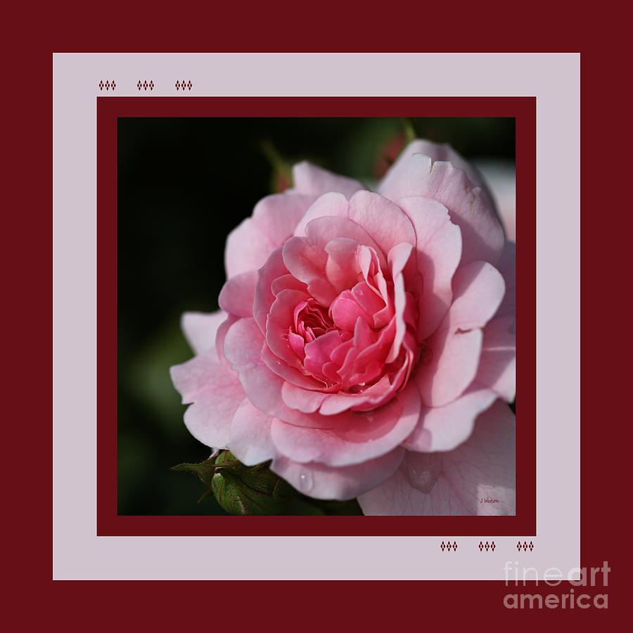 Pink Shades Of Rose With Design Photograph by Joy Watson
